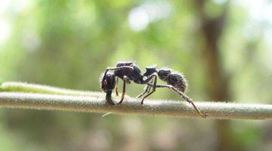 Bullet Ants - The Most Painful Sting and the Neurotoxin Secretion